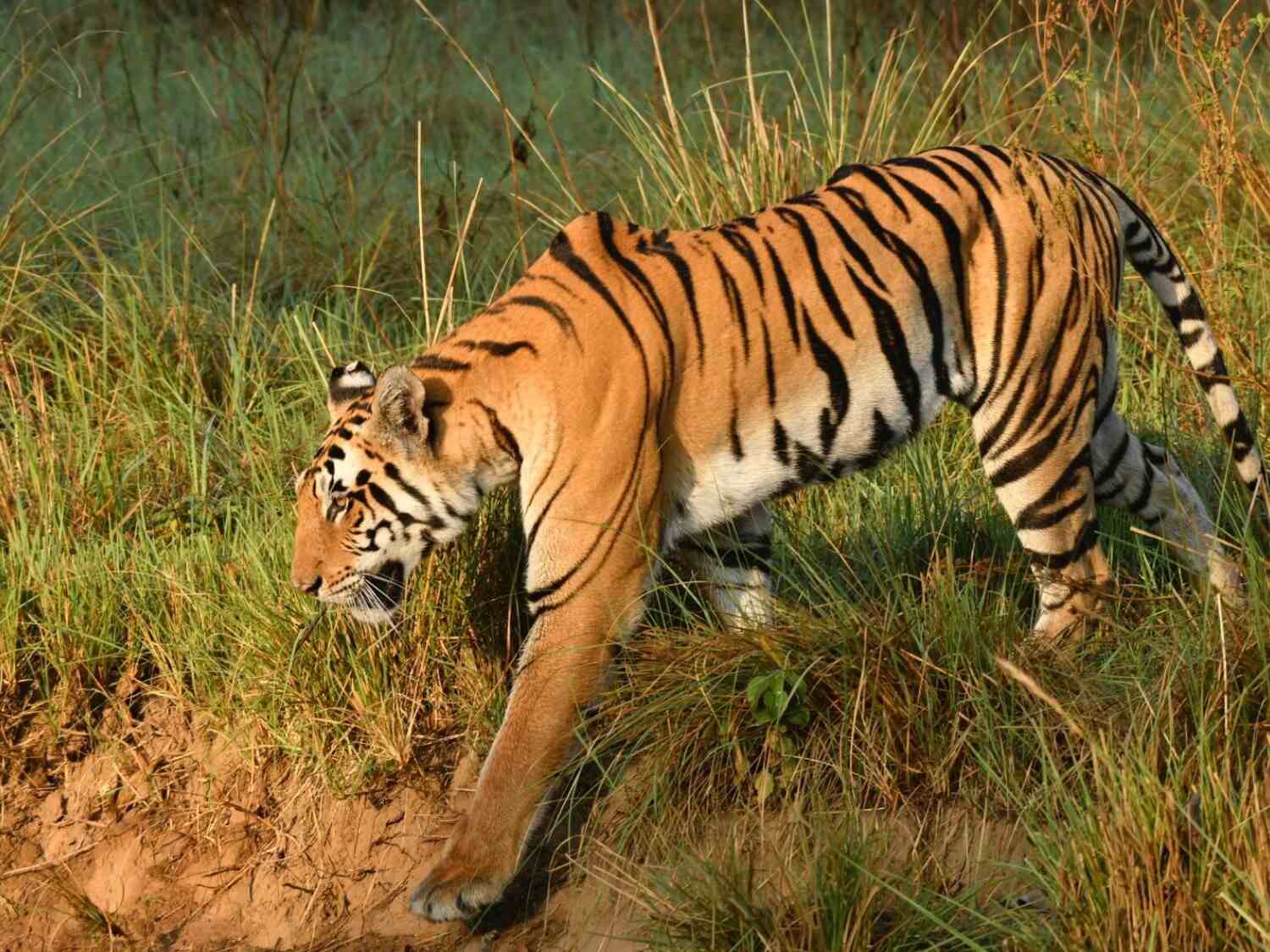 Wildlife safari tours