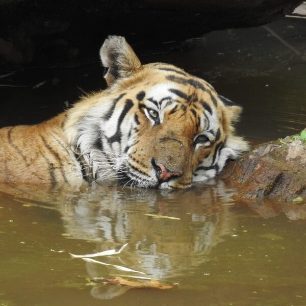 Tiger and National Parks