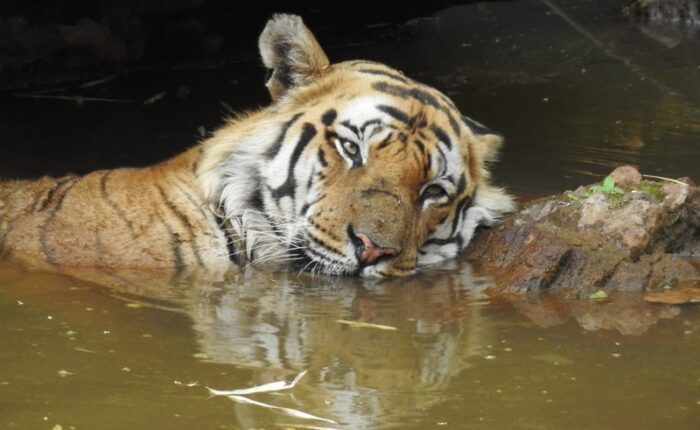 Tiger and National Parks