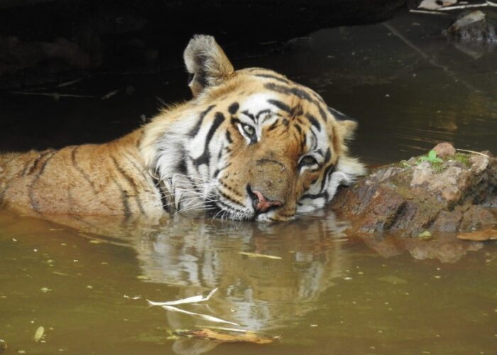 Tiger and National Parks