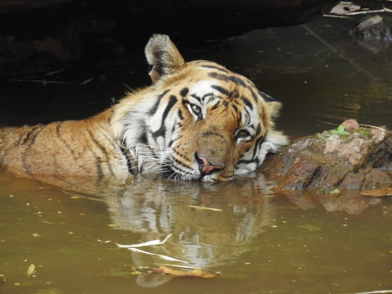 Tiger and National Parks